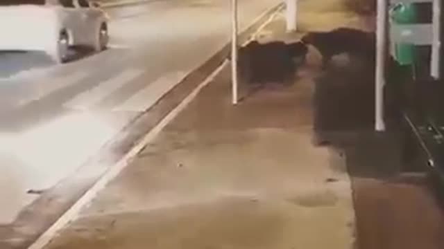 capybara walking down the street in brazil