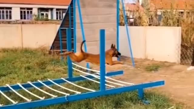 Dogs That Fly - Malinois & Alsatian Dogs