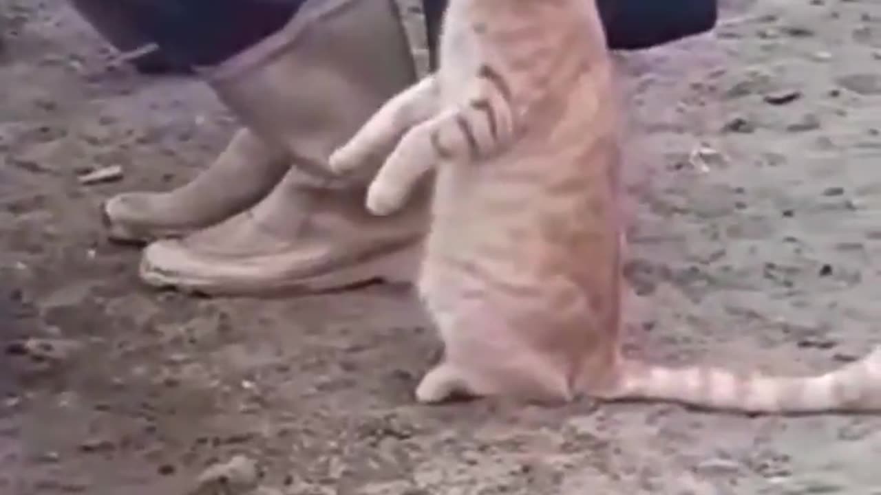 Cat asking for milk