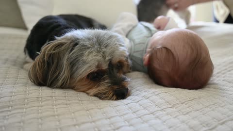 looks at a dog friend when baby.