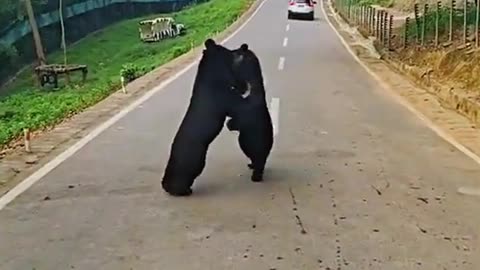 The two bears were fighting on the road