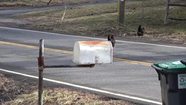 A CHICKEN INVASION IN THE CATSKILLS