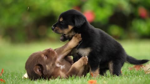 Littel and soo beauti Puppies