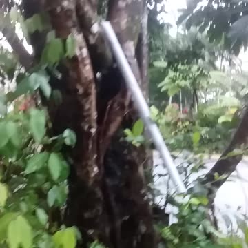 7.7.2024 Party in the Park, Kuranda (4)