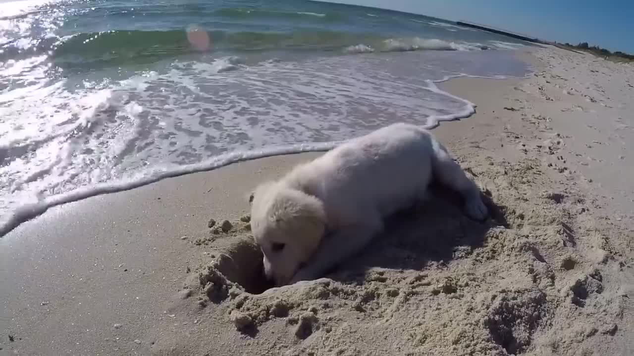 Cute Puppy At Beach