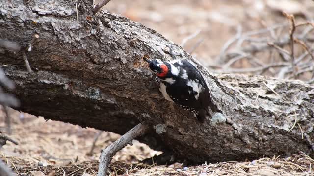 Hairy woodpecker