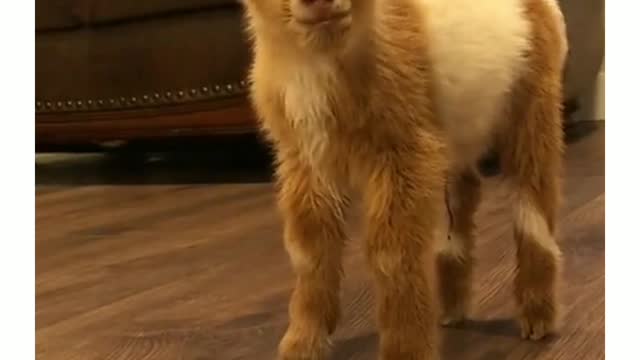 look what a cute little animal 😍