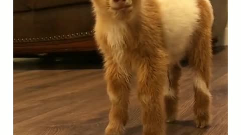 look what a cute little animal 😍