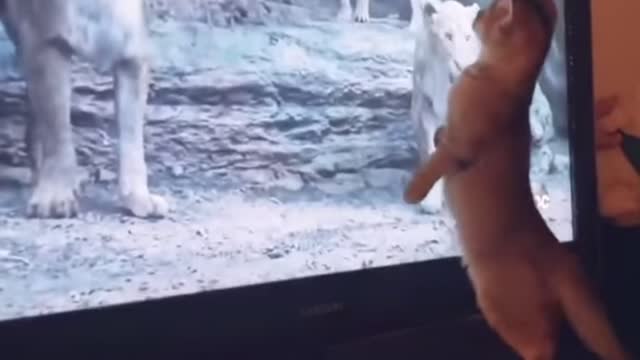 Funny Cat Watching Lion King In TV