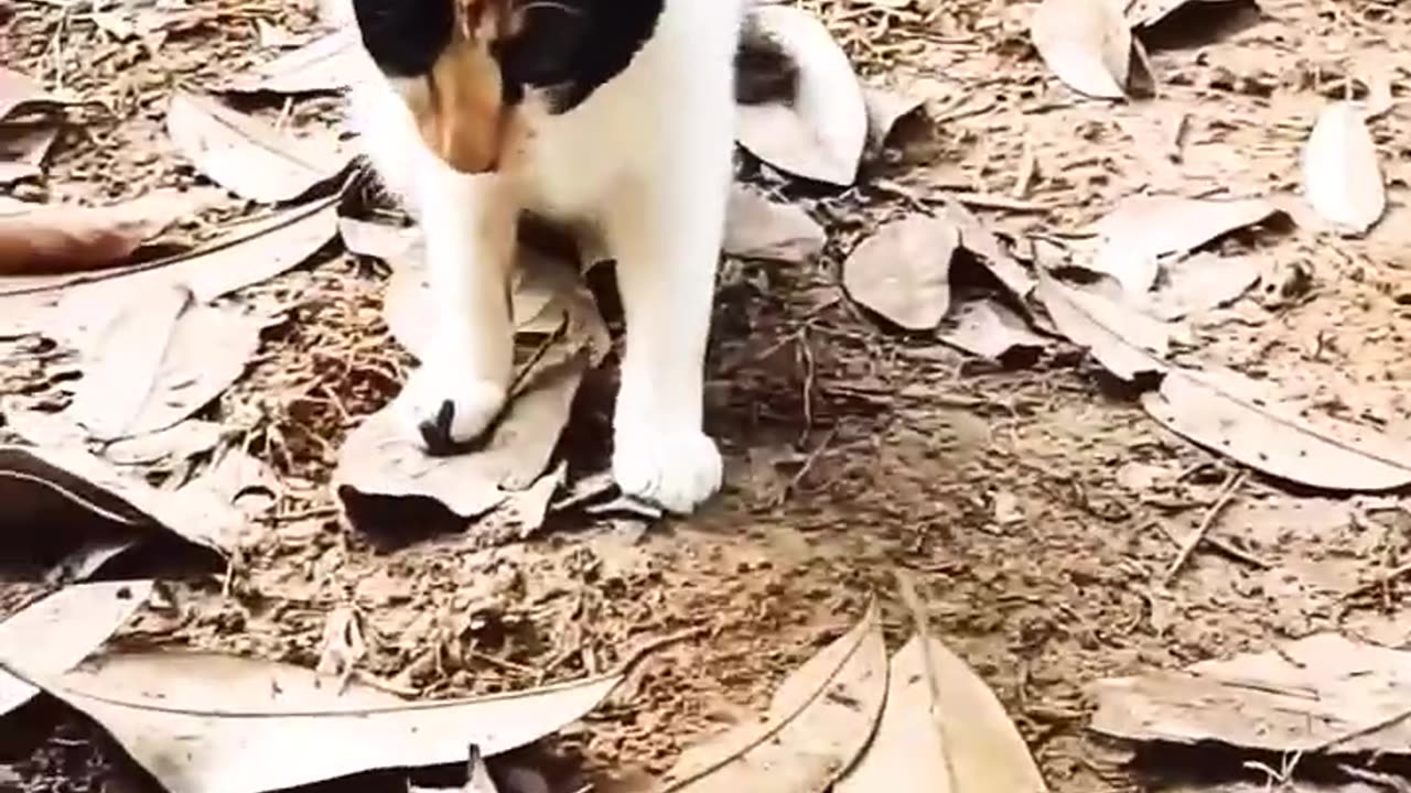 Cat VS Snake Fighting