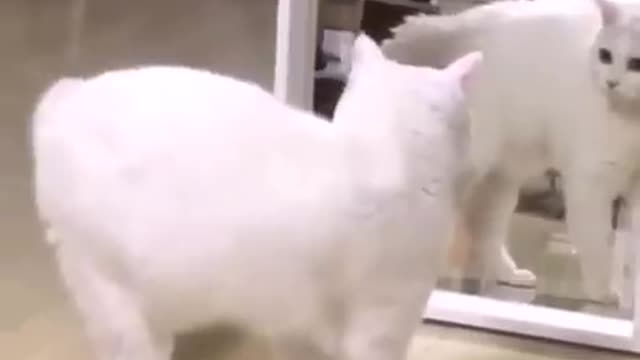 Funniest Cat In The world !!