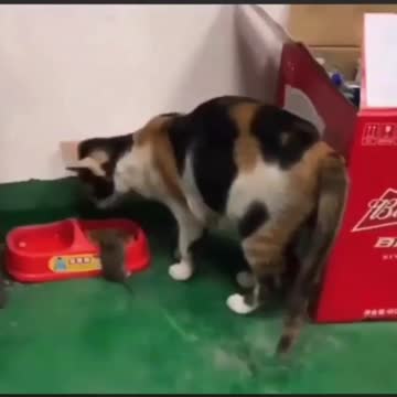 Unbelievable! the cat and the mouse
