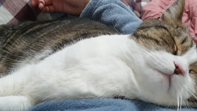 A cat sleeping in the arms of a cat mom