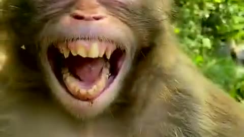 Cute funny monkey short video