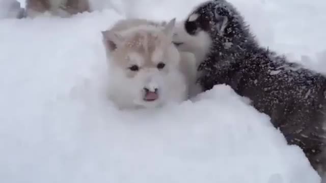 Little guy in the snow