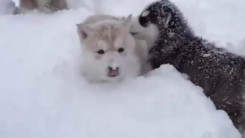 Little guy in the snow