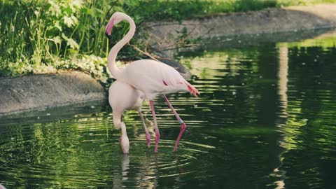 Pink bird seeds