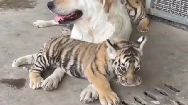 dog and tiger