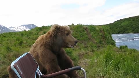 Bear sits next to guy.