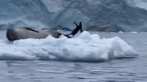 The penguin said nope.. 😂