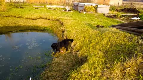 UM CACHORRO BRINCANDO