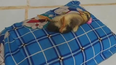 how to train ducks to sleep like humans