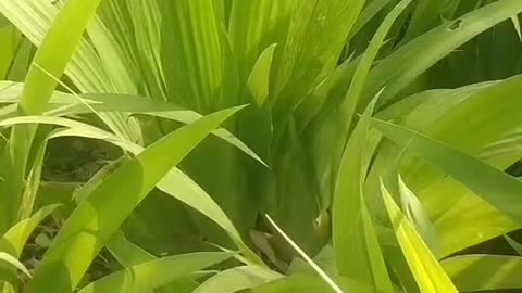 A lush green flower