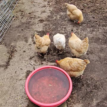 OMC! The struggle for bread is real - the competition is a fierce battle!