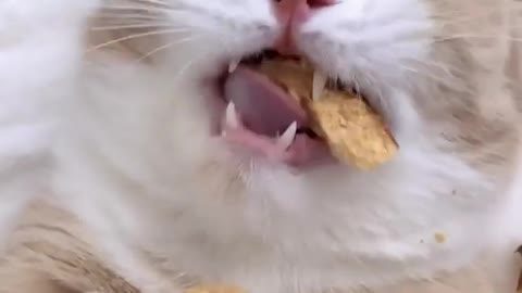 Cat Eating