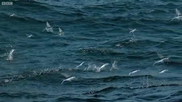 Flying Fish Picked Off From Above And Below