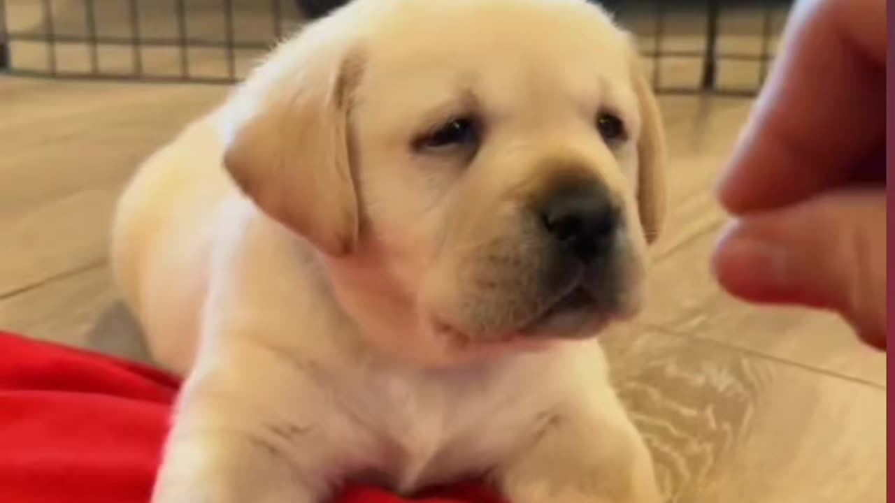 Cute puppy 😍🐕🐶😂