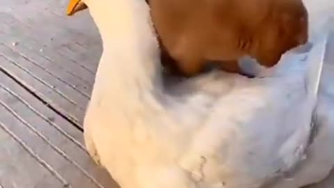 Cute puppy and duck become friends, too precious