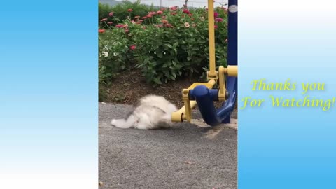 Cute and Funny Pets Animals You Can't Stop Laughing At Part 5