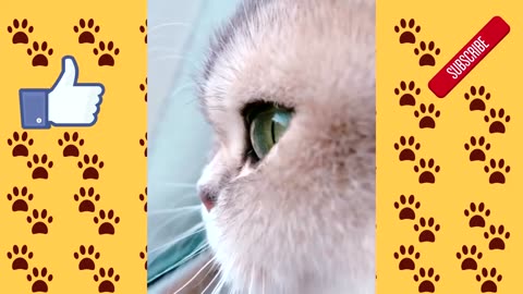 Kitten cats - funny, sweet, adorable - try not to laugh