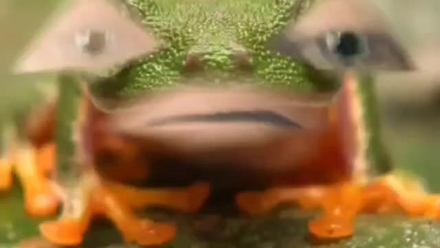 420frog asks: BEARS?