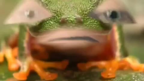 420frog asks: BEARS?