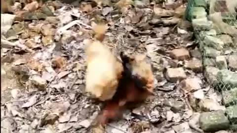 Funny fight of dog vs chicken