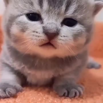 Baby Cats - Cute and Funny Cat Videos #cat#tiktok#shorts