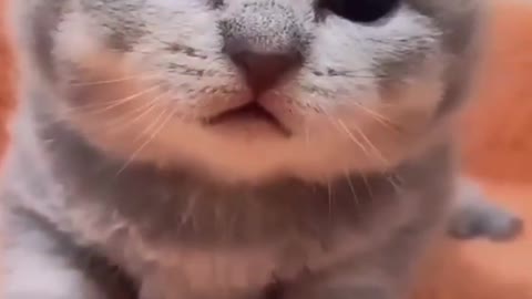 Baby Cats - Cute and Funny Cat Videos #cat#tiktok#shorts