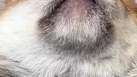 Cute dog