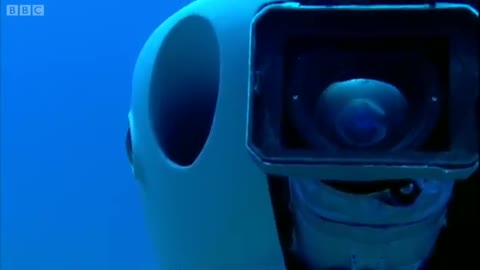 Whale Sharks: Memory Test | Smart Shark | Swimming with Roboshark | BBC Earth