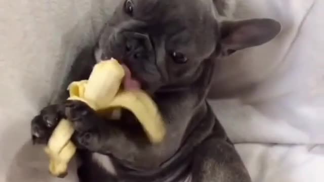 The little dog began to eat fruit. The banana was so happy