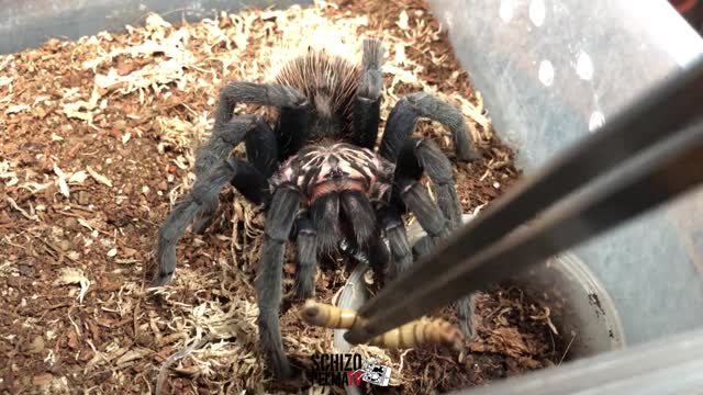 Tarantula feedings