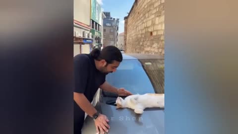 20 minutes of adorable cats and kittens videos to keep you smiling