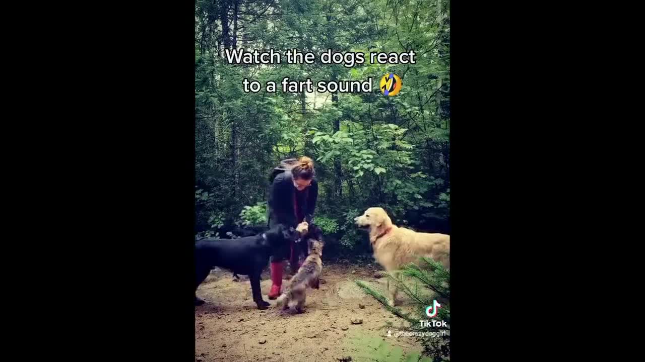 Dogs don't know how to react as their walker makes 'fart' noises with hands