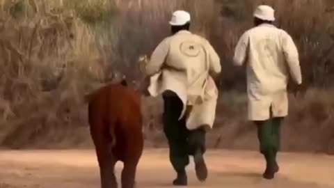 Taking the orphaned elephant for its morning jog