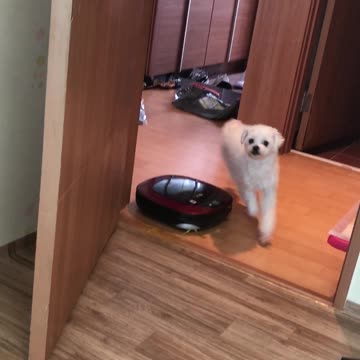 A puppy who understands and visits by calling his name