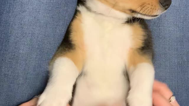 Little Corgi Can't Stop Kicking