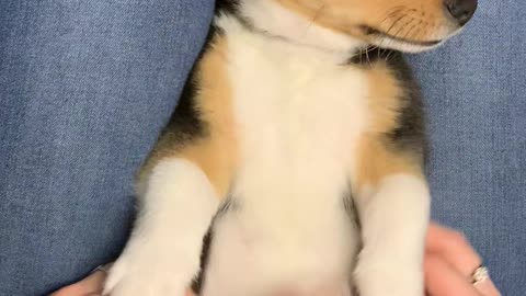 Little Corgi Can't Stop Kicking