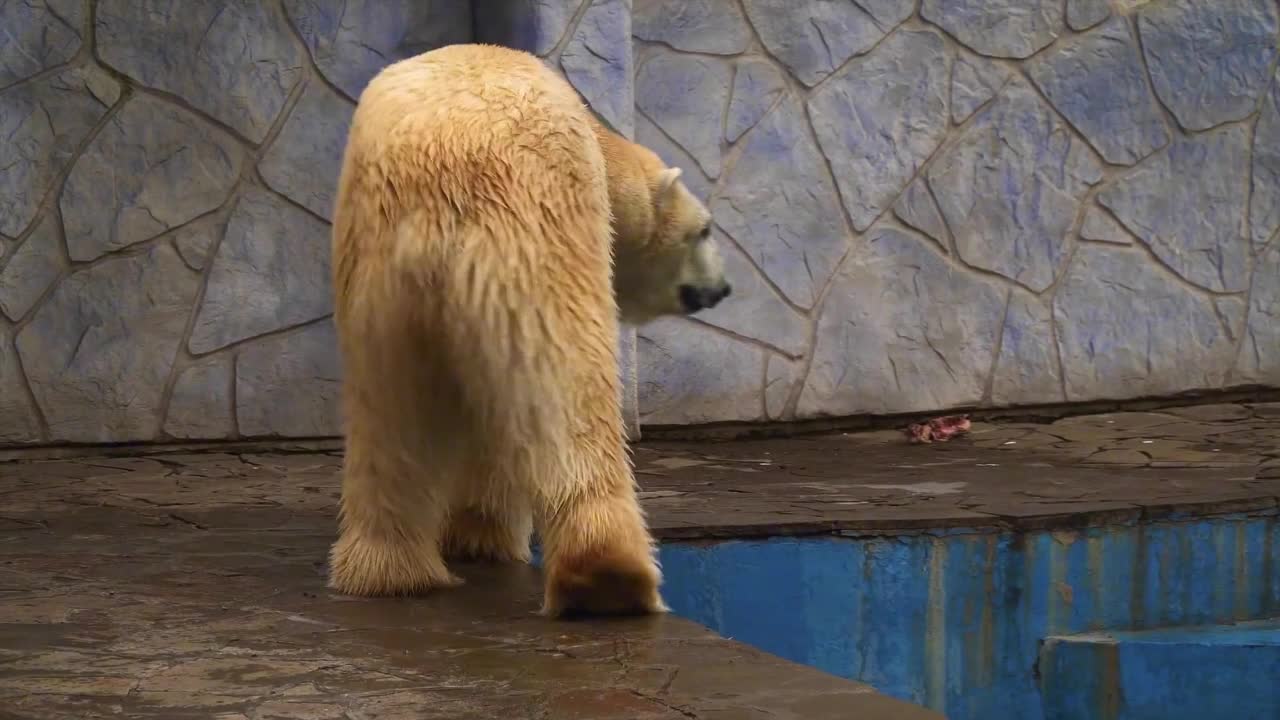 Beautiful animals, let's love the environment together 1